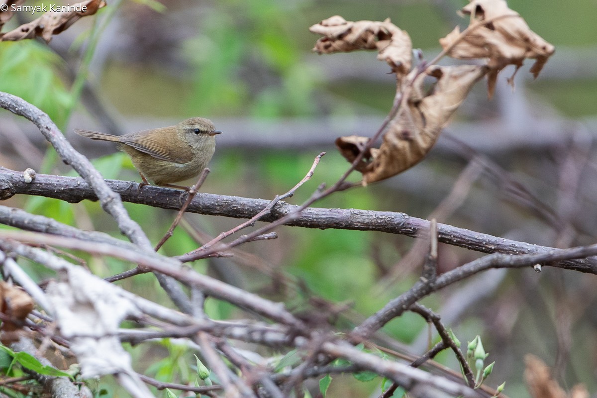 Brownish-flanked Bush Warbler - ML618660941