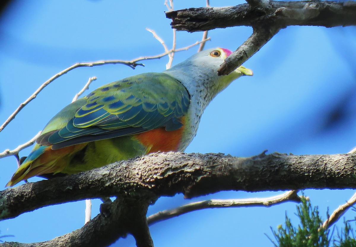 Rose-crowned Fruit-Dove - ML618660952