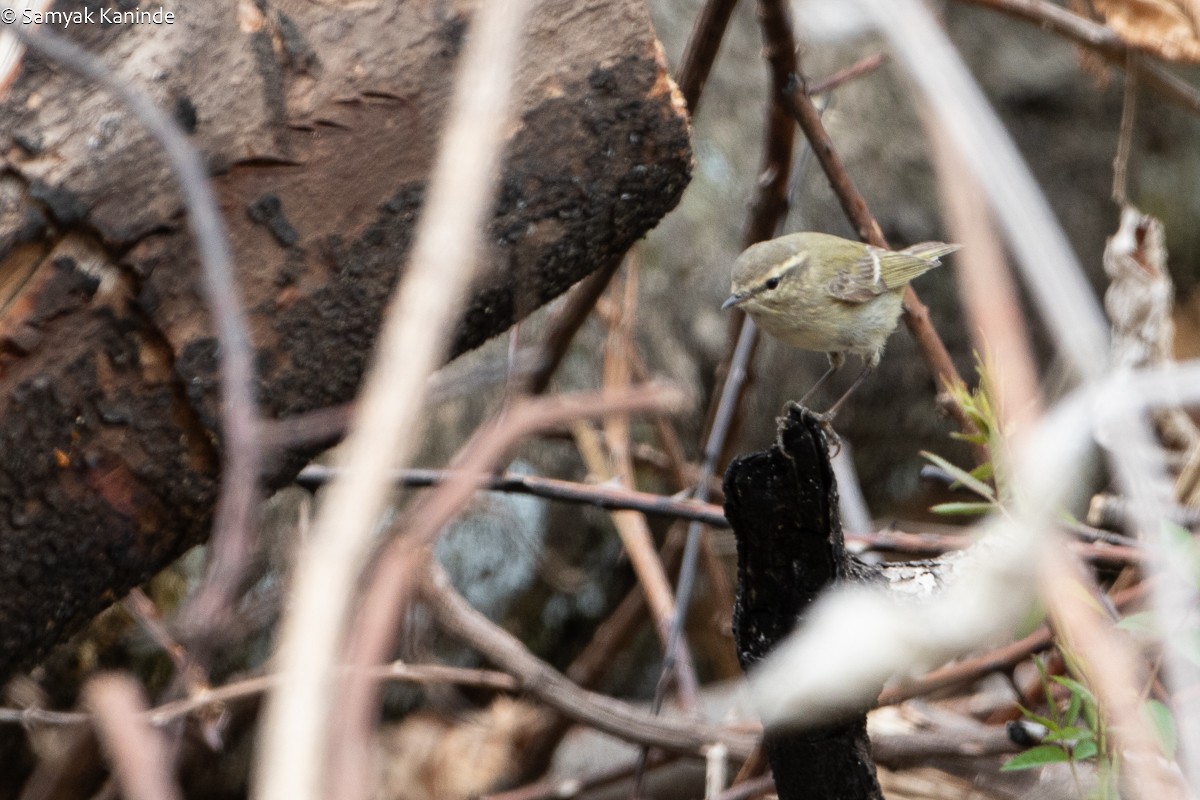 Greenish Warbler - Samyak Kaninde