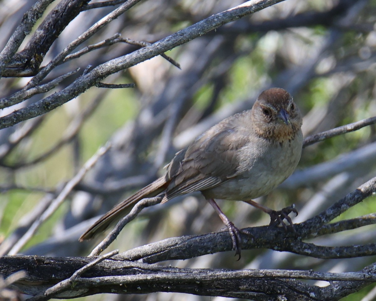 California Towhee - Linda Dalton