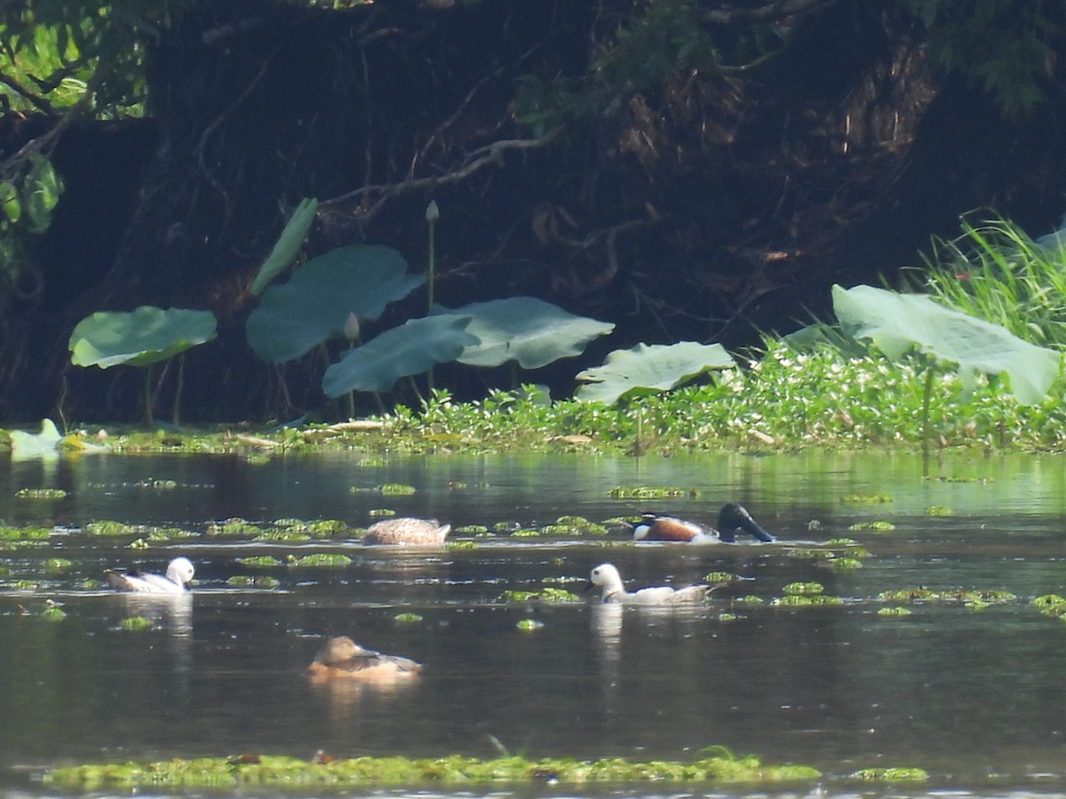 Northern Shoveler - ML618660970