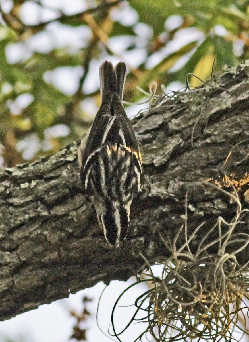 Black-and-white Warbler - Mike Litak