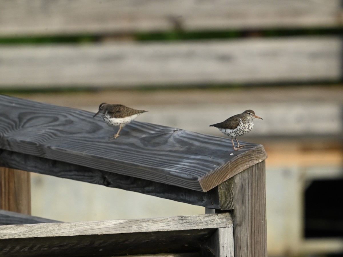 Spotted Sandpiper - ML618660980