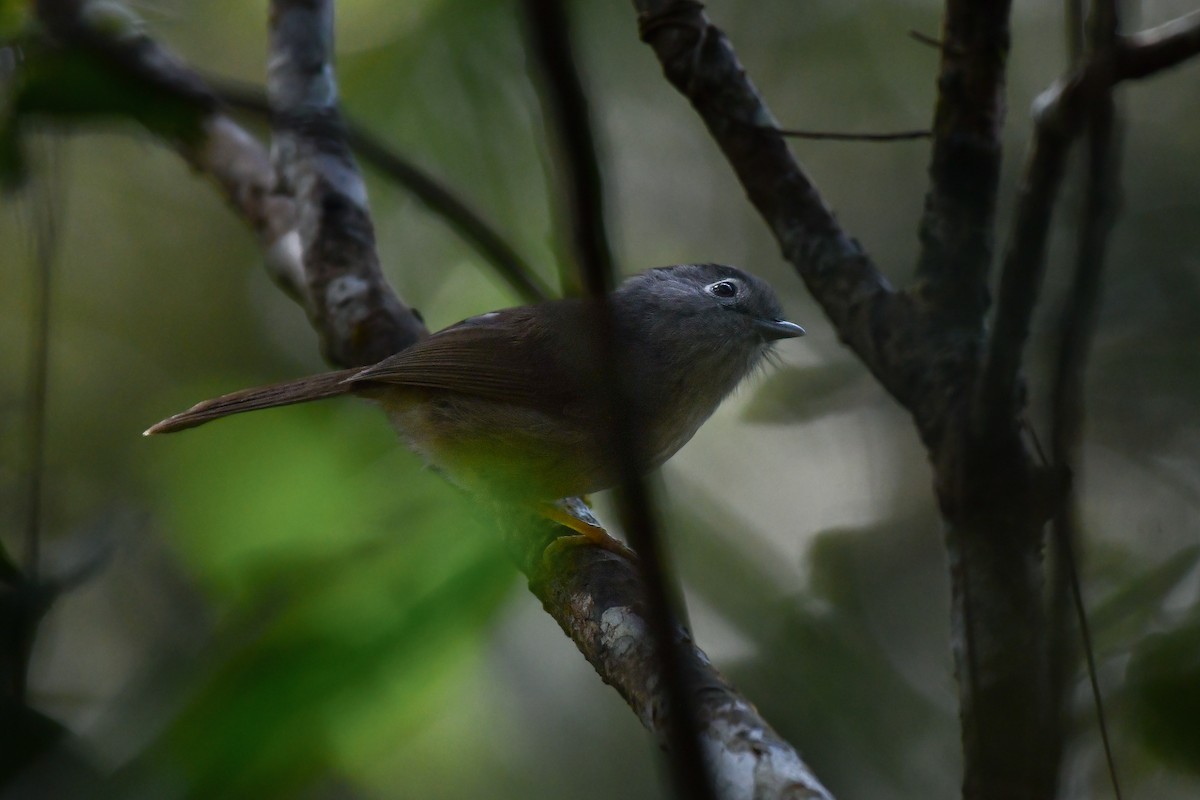 Mountain Fulvetta - ML618660981