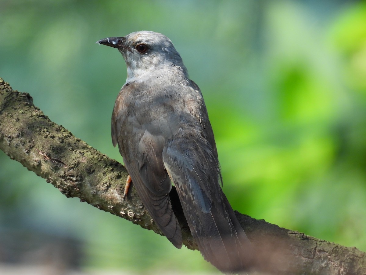 Plaintive Cuckoo - ML618660982