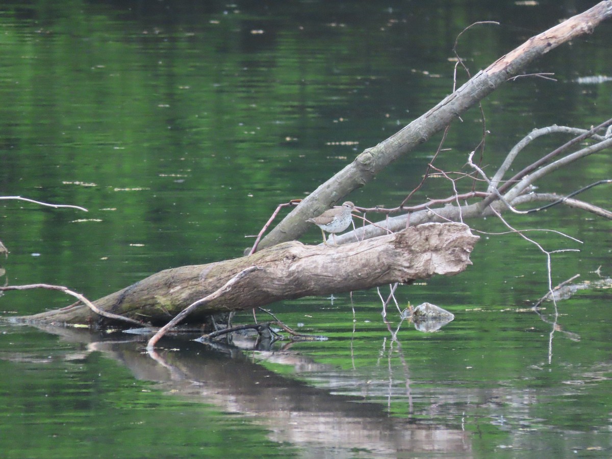 Spotted Sandpiper - ML618660985