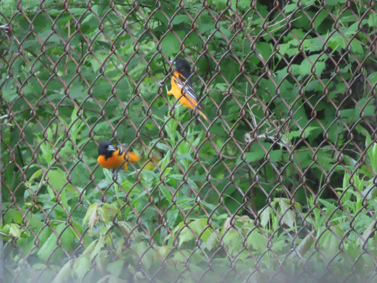 Baltimore Oriole - ML618660988