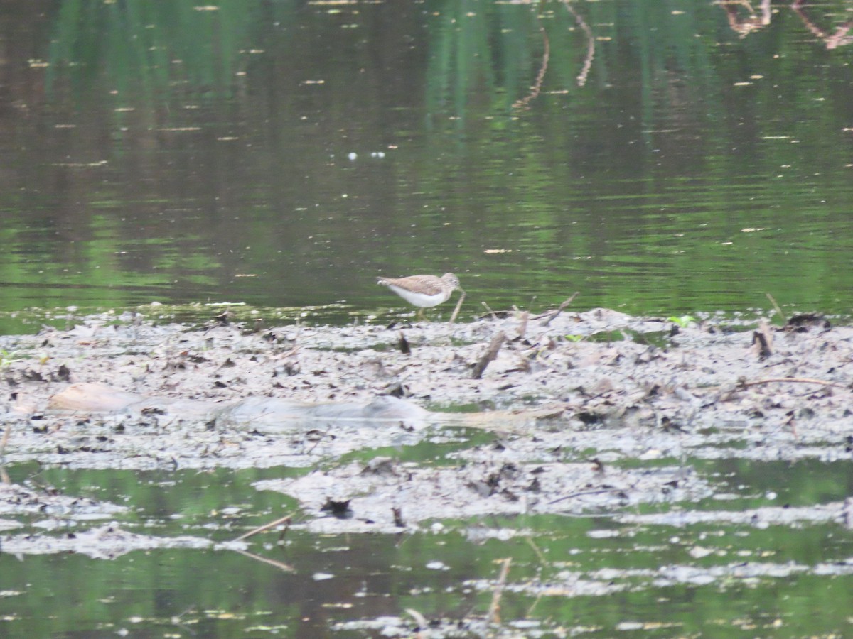 Solitary Sandpiper - ML618660993