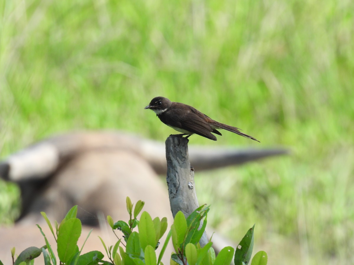 Malaysian Pied-Fantail - Quy Ho Phu