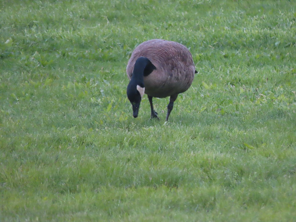 Branta kanadar handia (moffitti/maxima) - ML618661001