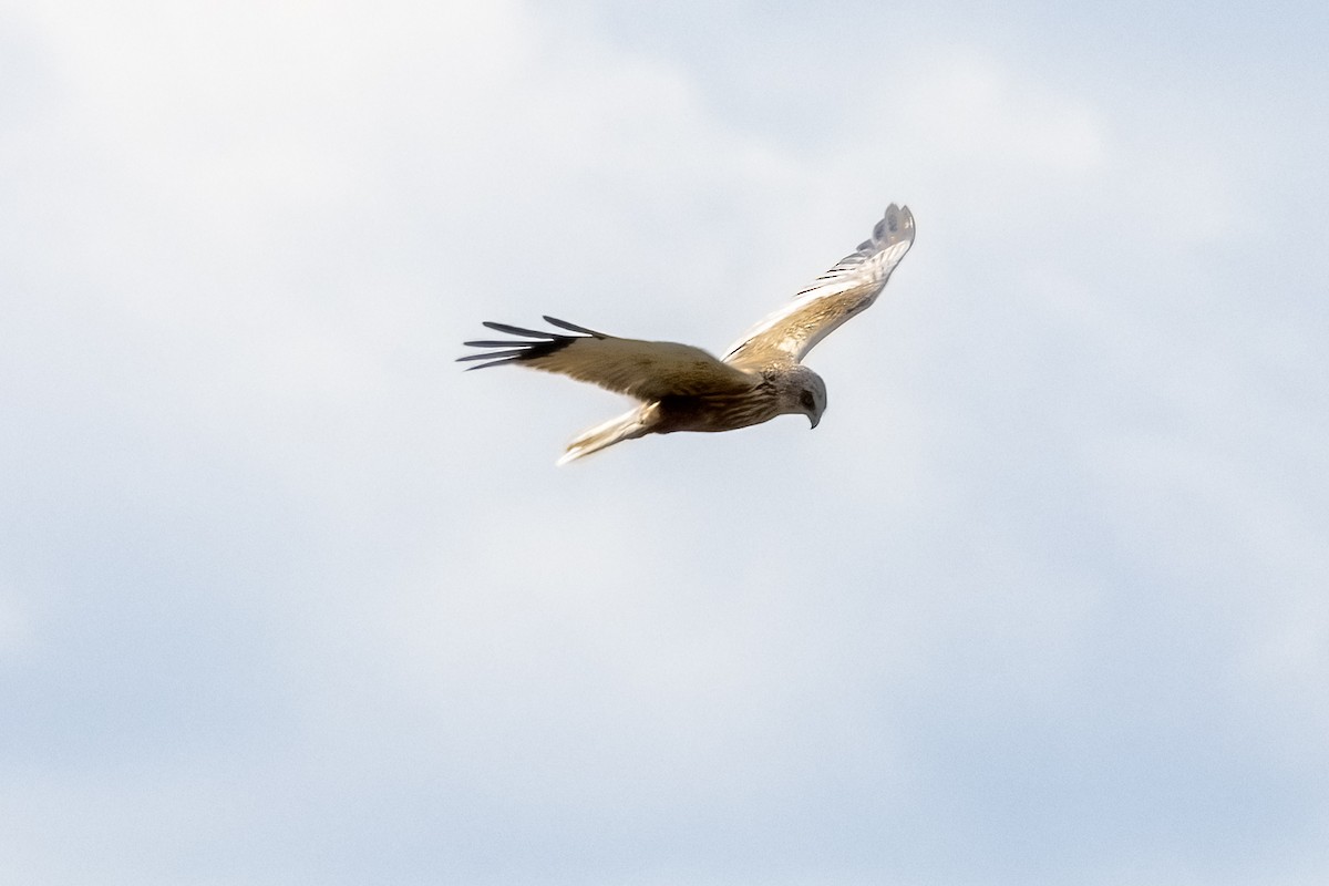 Western Marsh Harrier - ML618661007