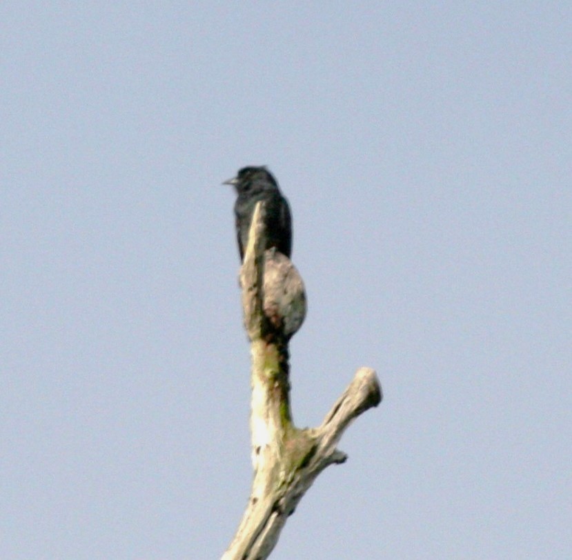 Swallow-winged Puffbird - Clyde Blum