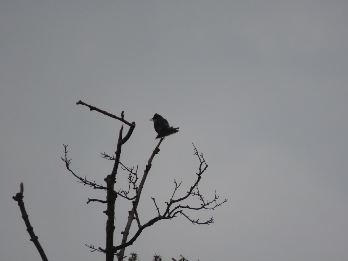 Eastern Kingbird - ML618661012