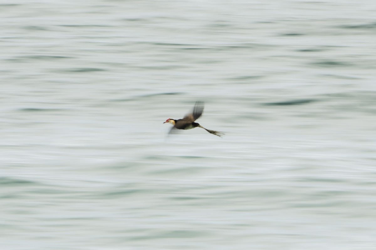 Comb-crested Jacana - ML618661020