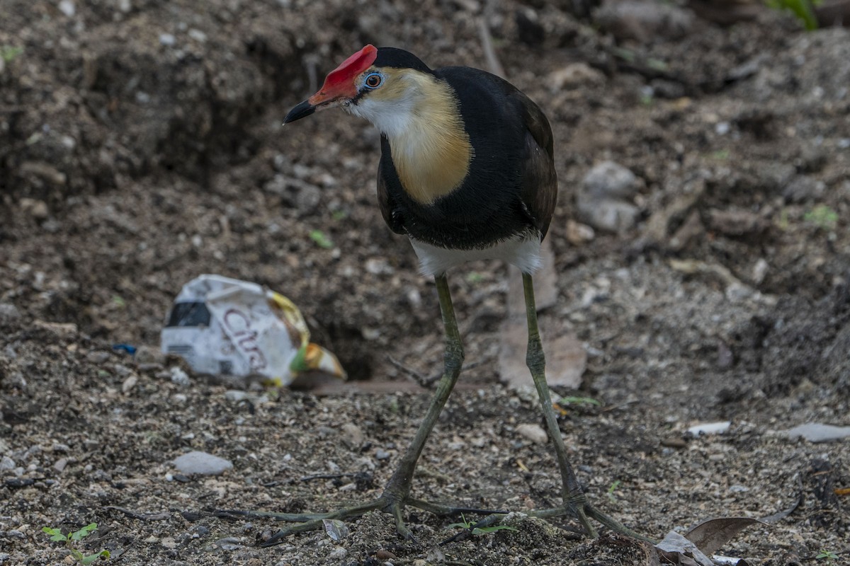 Comb-crested Jacana - ML618661021