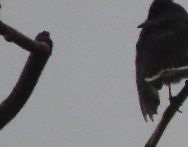 Eastern Kingbird - ML618661085