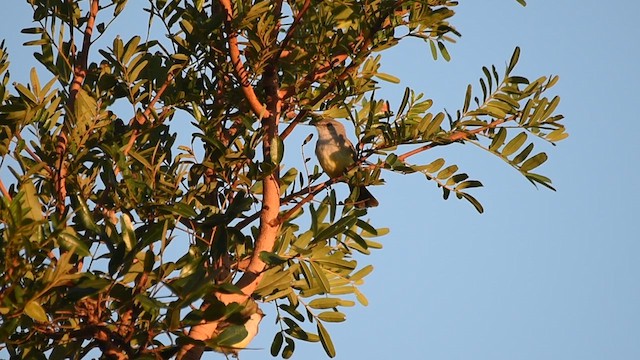 Suiriri Flycatcher - ML618661125