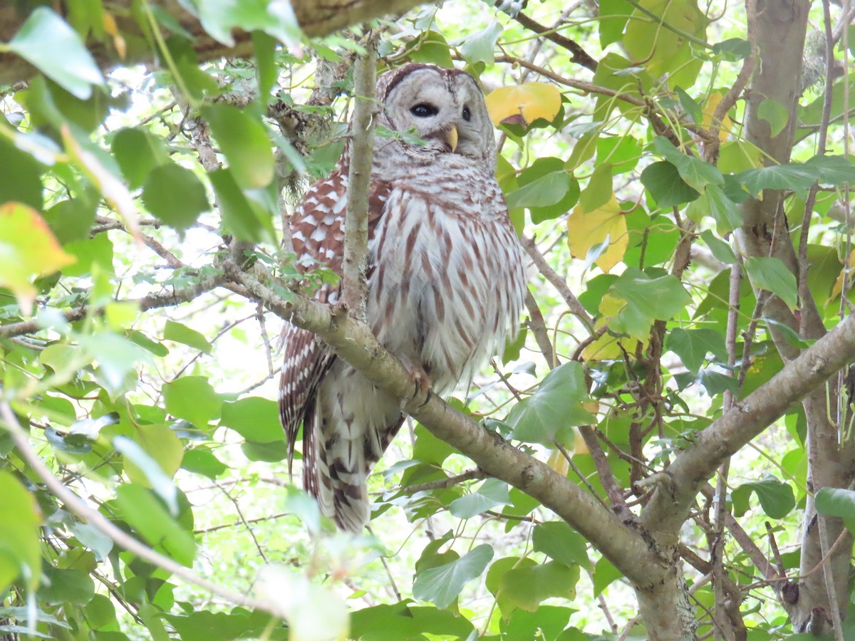 Barred Owl - Gabriel LeRoy