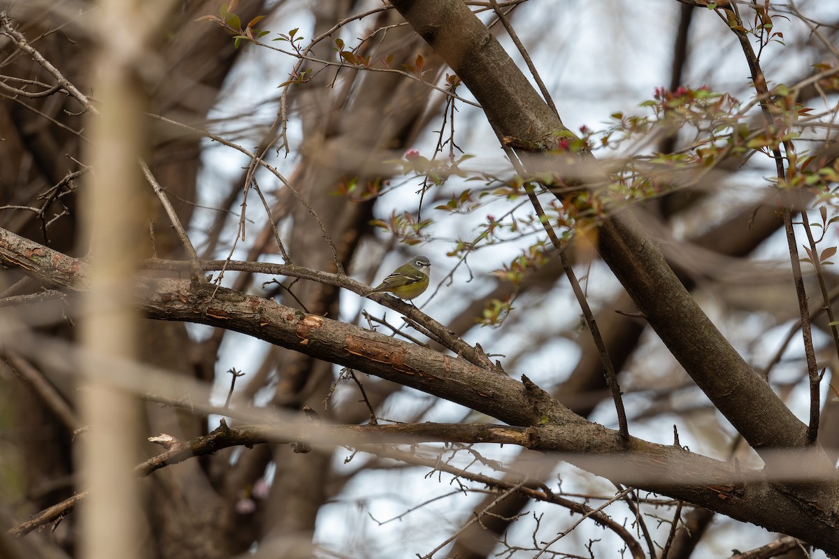 Blue-headed Vireo - ML618661151