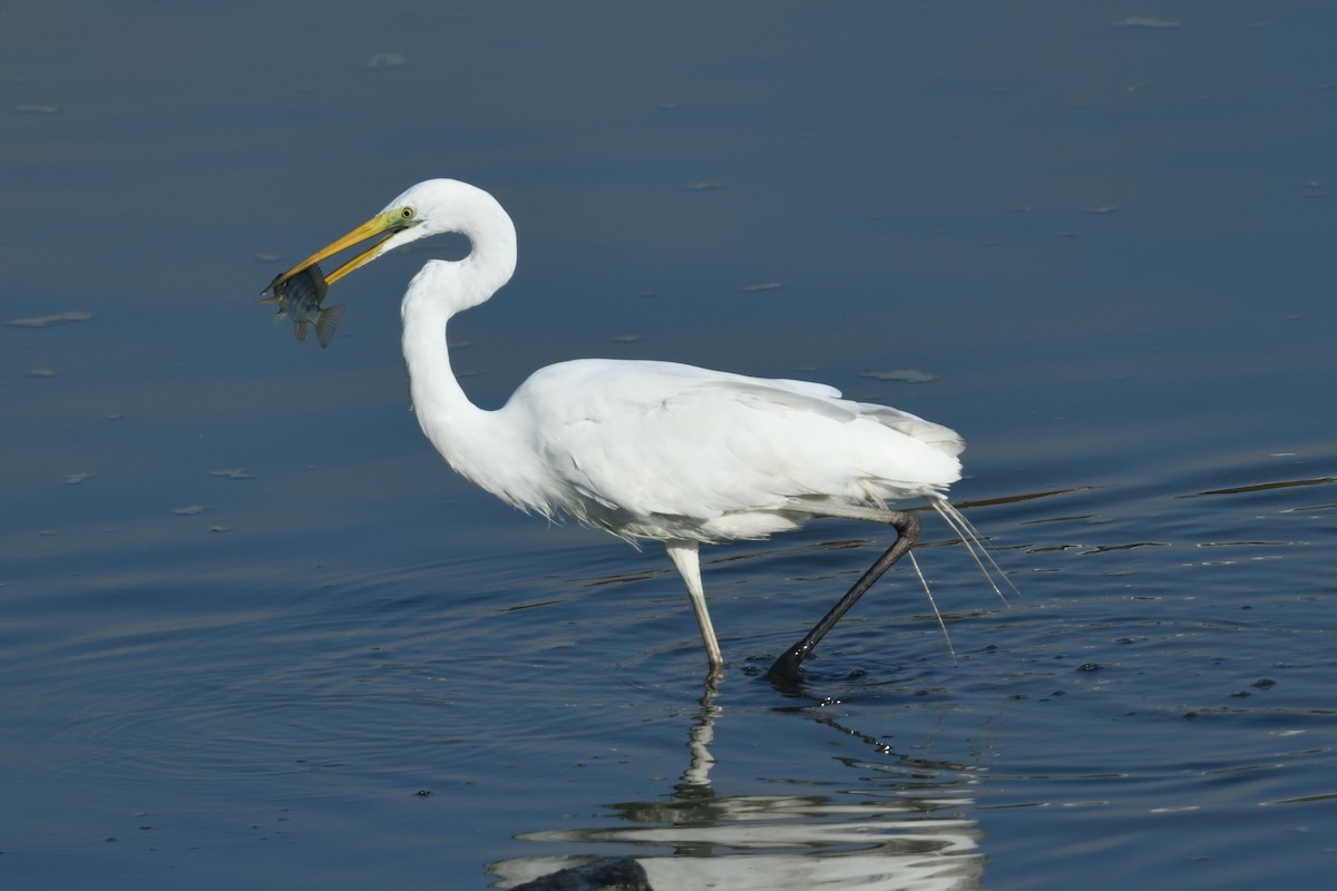 Great Egret - ML618661160