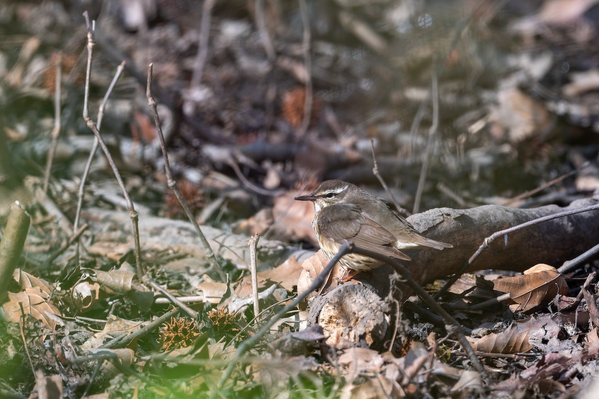 Louisiana Waterthrush - ML618661163