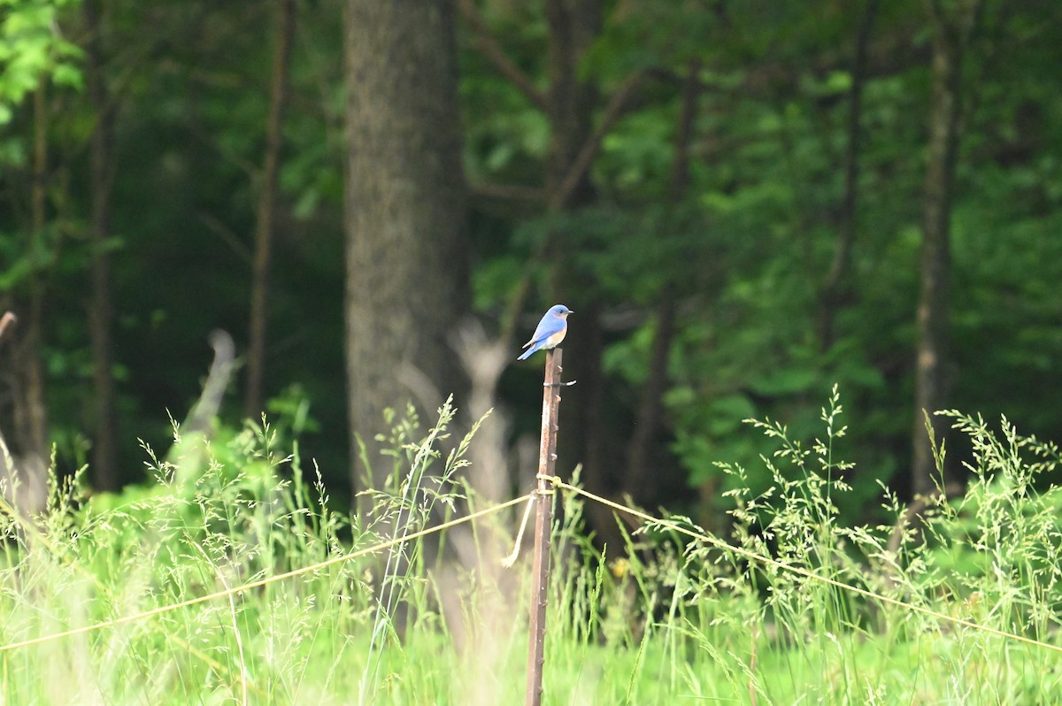 Eastern Bluebird - ML618661168