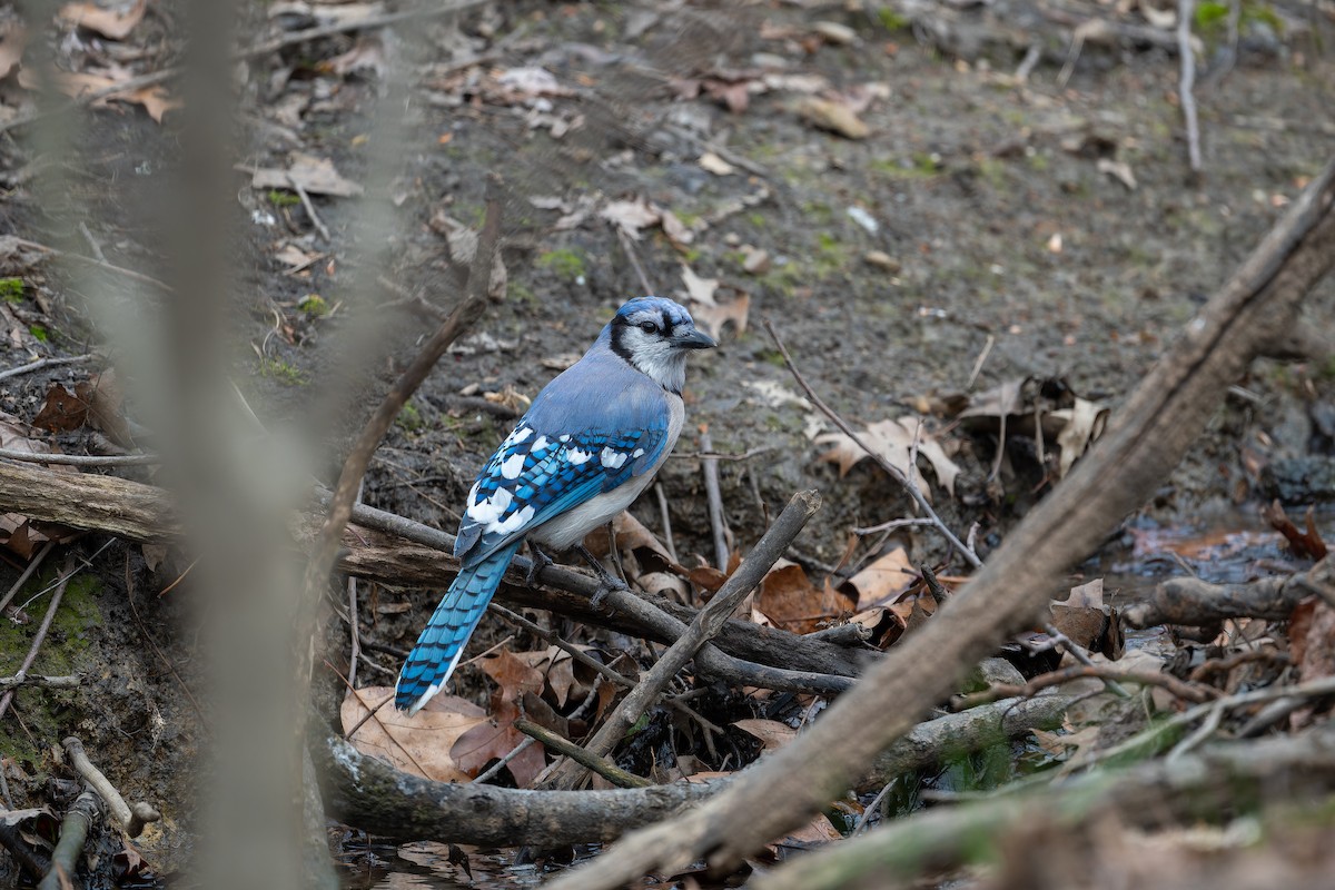 Blue Jay - ML618661181