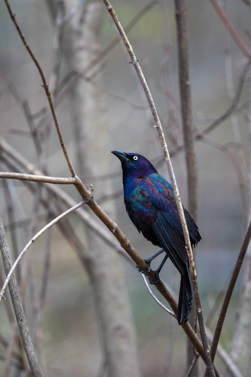 Common Grackle - ML618661188