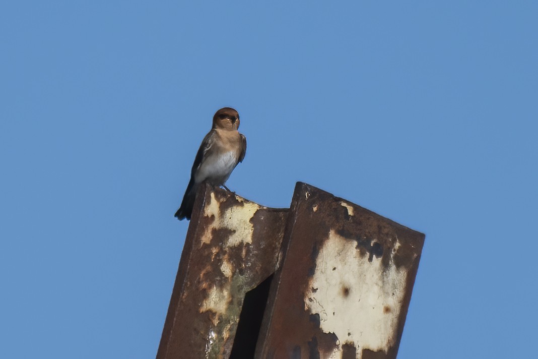 Tawny-headed Swallow - ML618661197