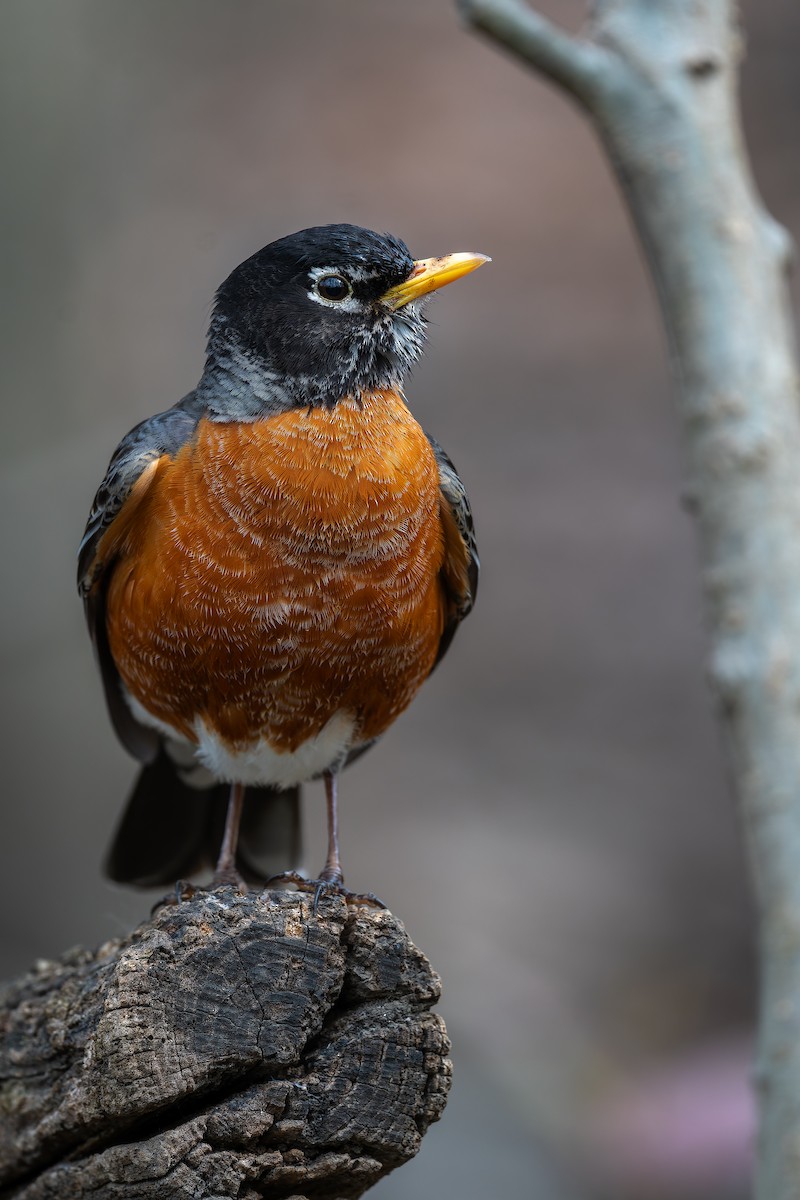 American Robin - ML618661200