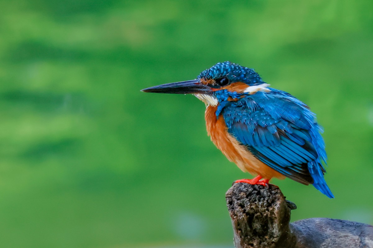 Common Kingfisher - Vikram S