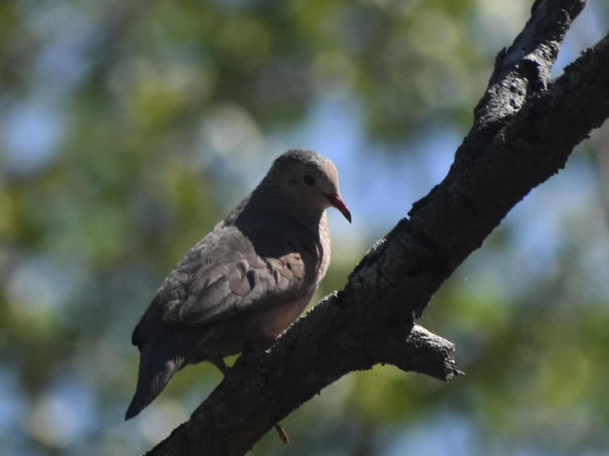 Common Ground Dove - ML618661228