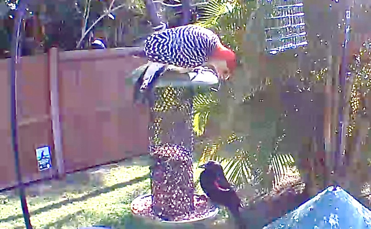 Red-bellied Woodpecker - ML618661235