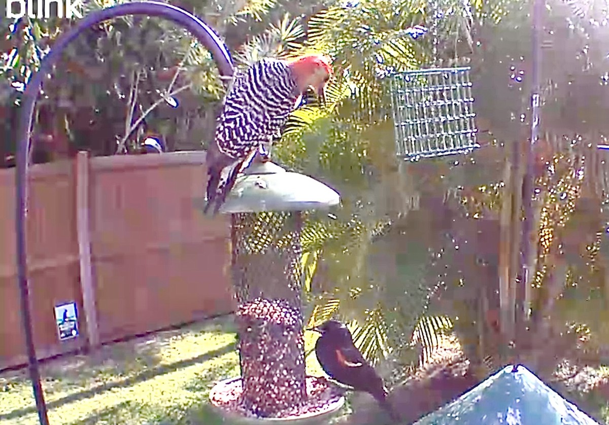 Red-bellied Woodpecker - ML618661236