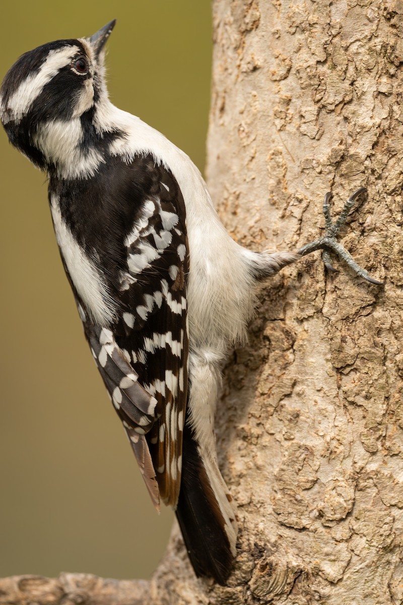 Downy Woodpecker - ML618661239