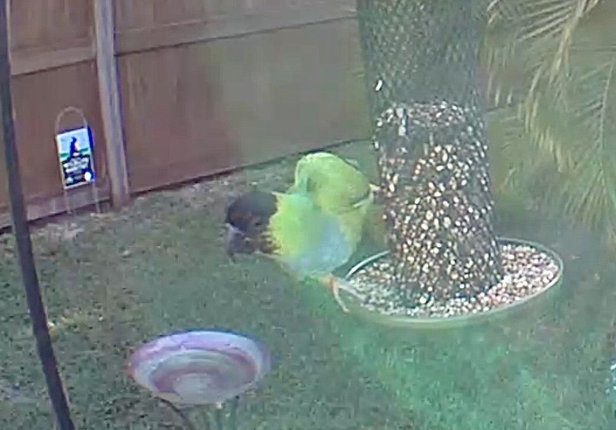 Nanday Parakeet - ML618661241