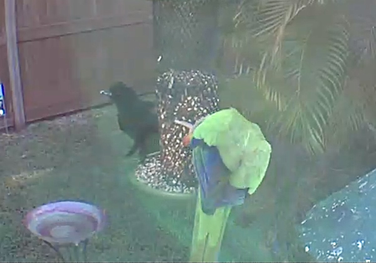 Nanday Parakeet - ML618661242