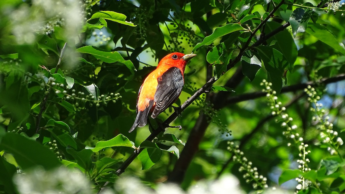 Scarlet Tanager - Amy Simmons