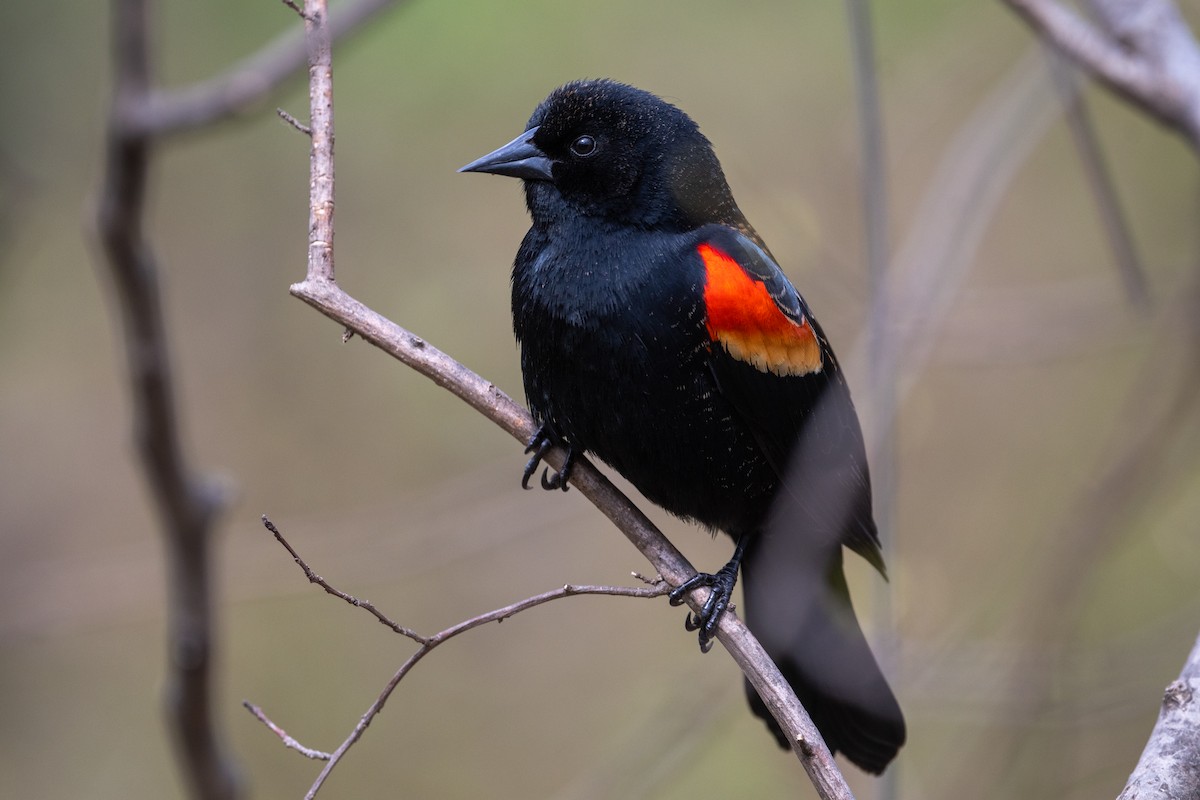 Red-winged Blackbird - ML618661250