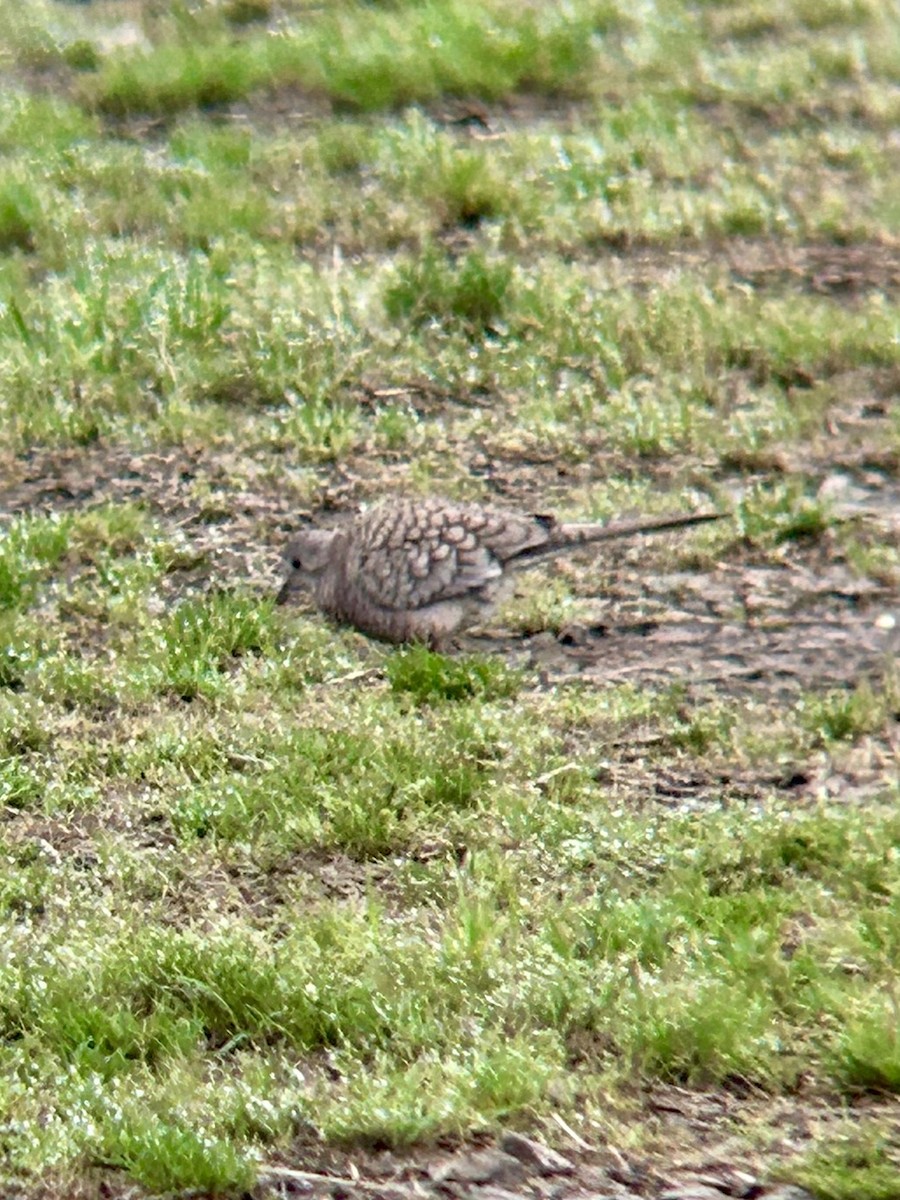 Inca Dove - ML618661257