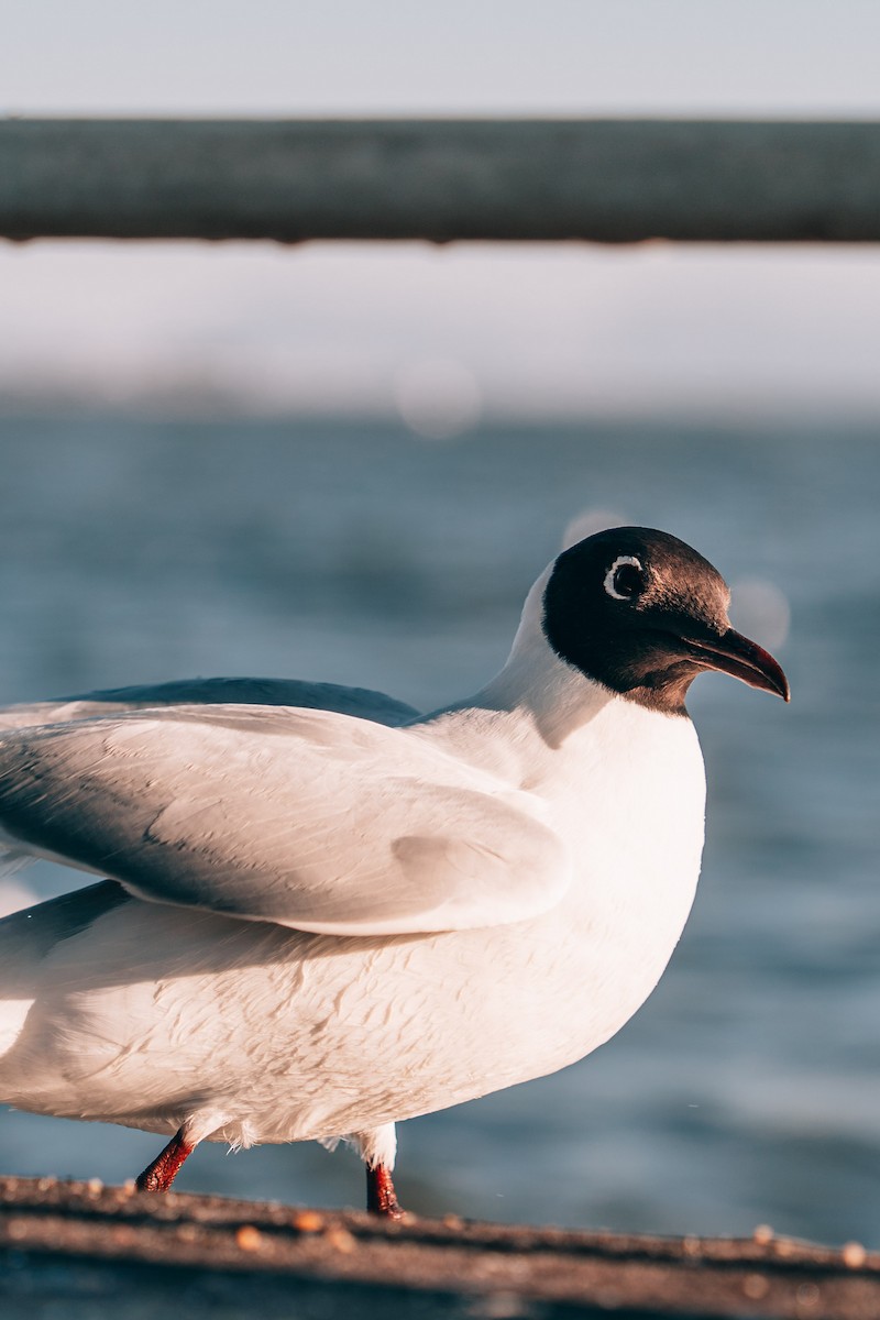 Black-headed Gull - ML618661263