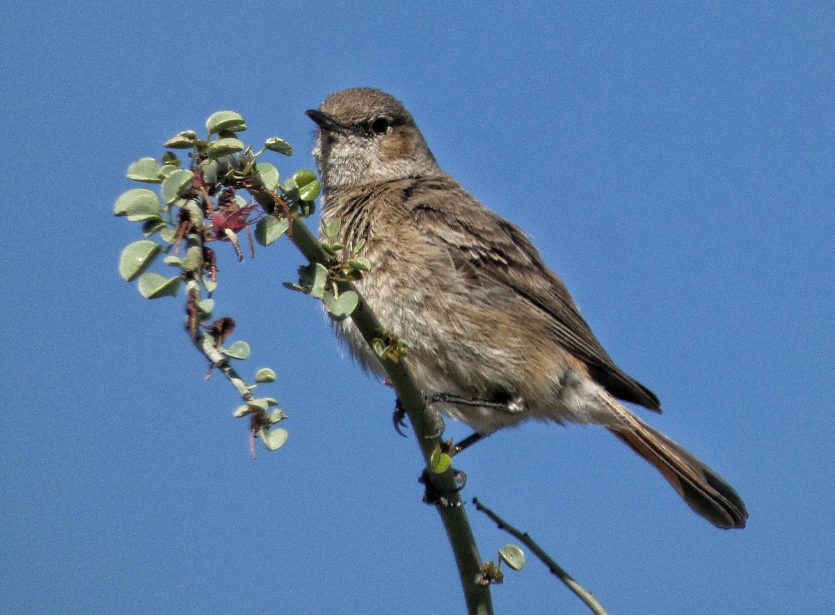 Chat Flycatcher - ML618661273