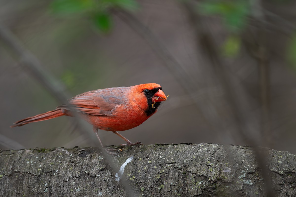 Northern Cardinal - ML618661306