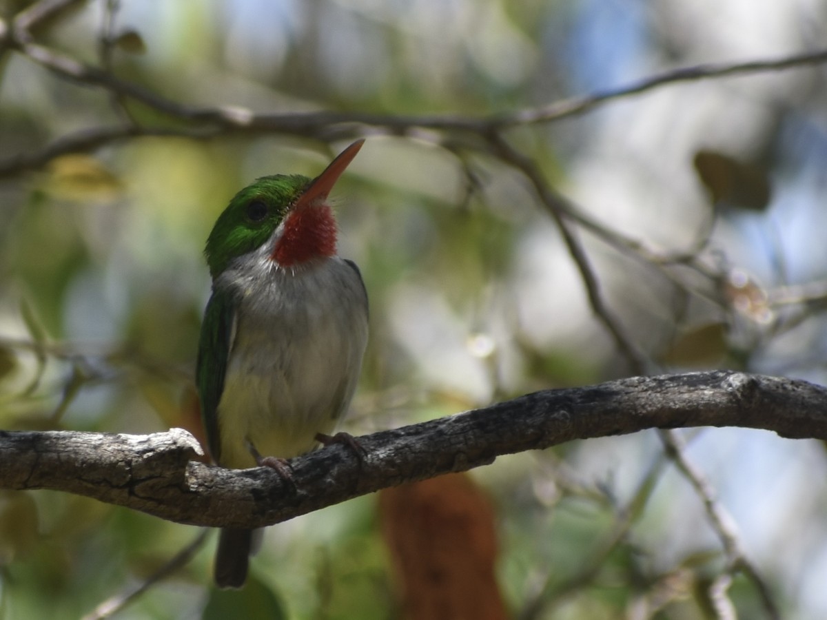 Puerto Rican Tody - ML618661318