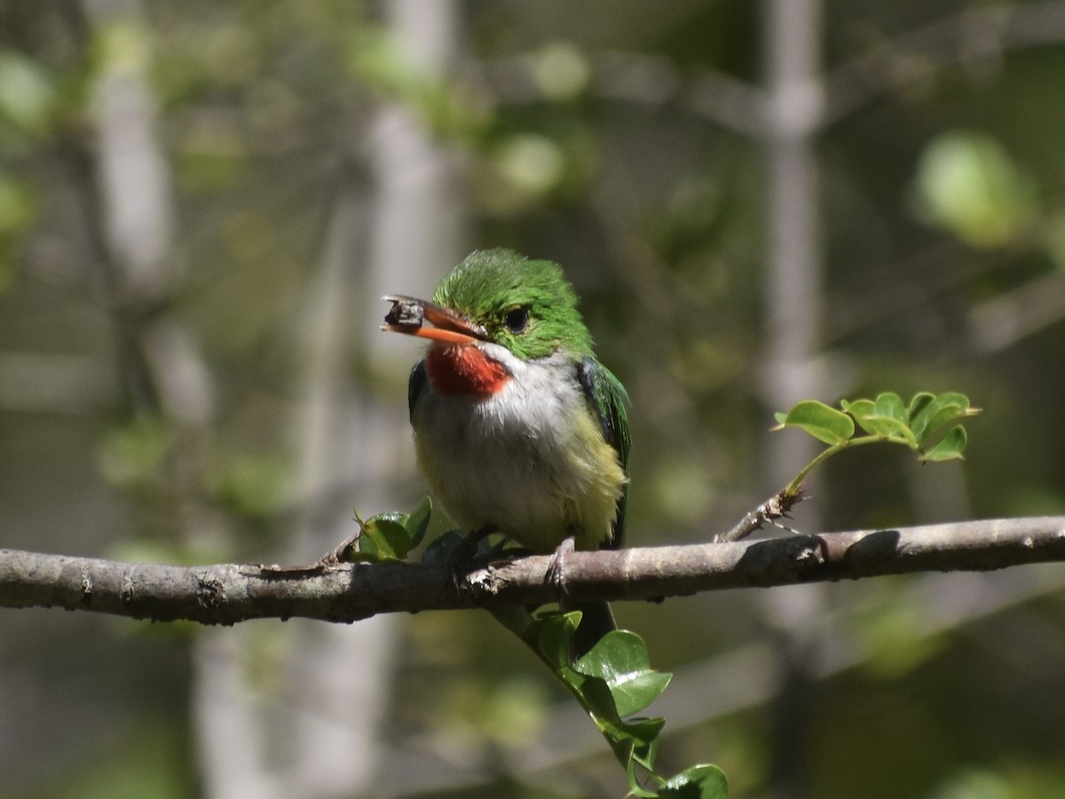 Puerto Rican Tody - ML618661320