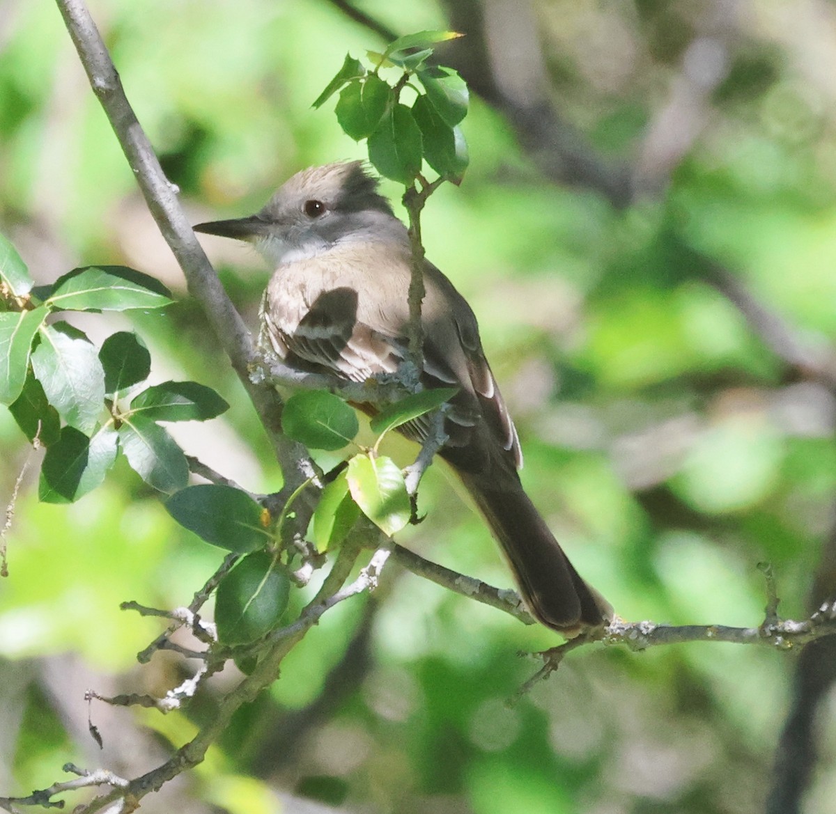 Ash-throated Flycatcher - ML618661334