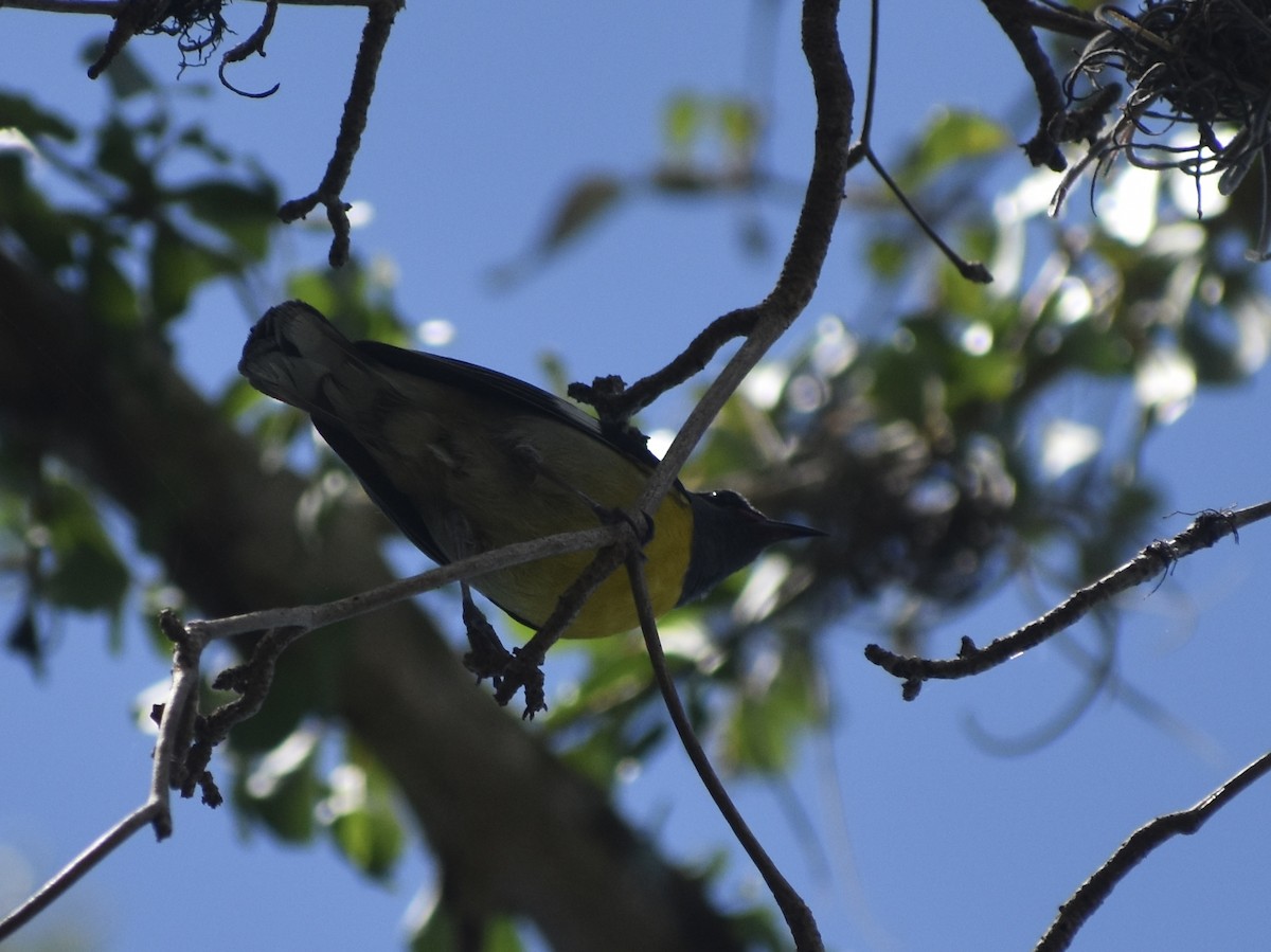 Sucrier à ventre jaune - ML618661351