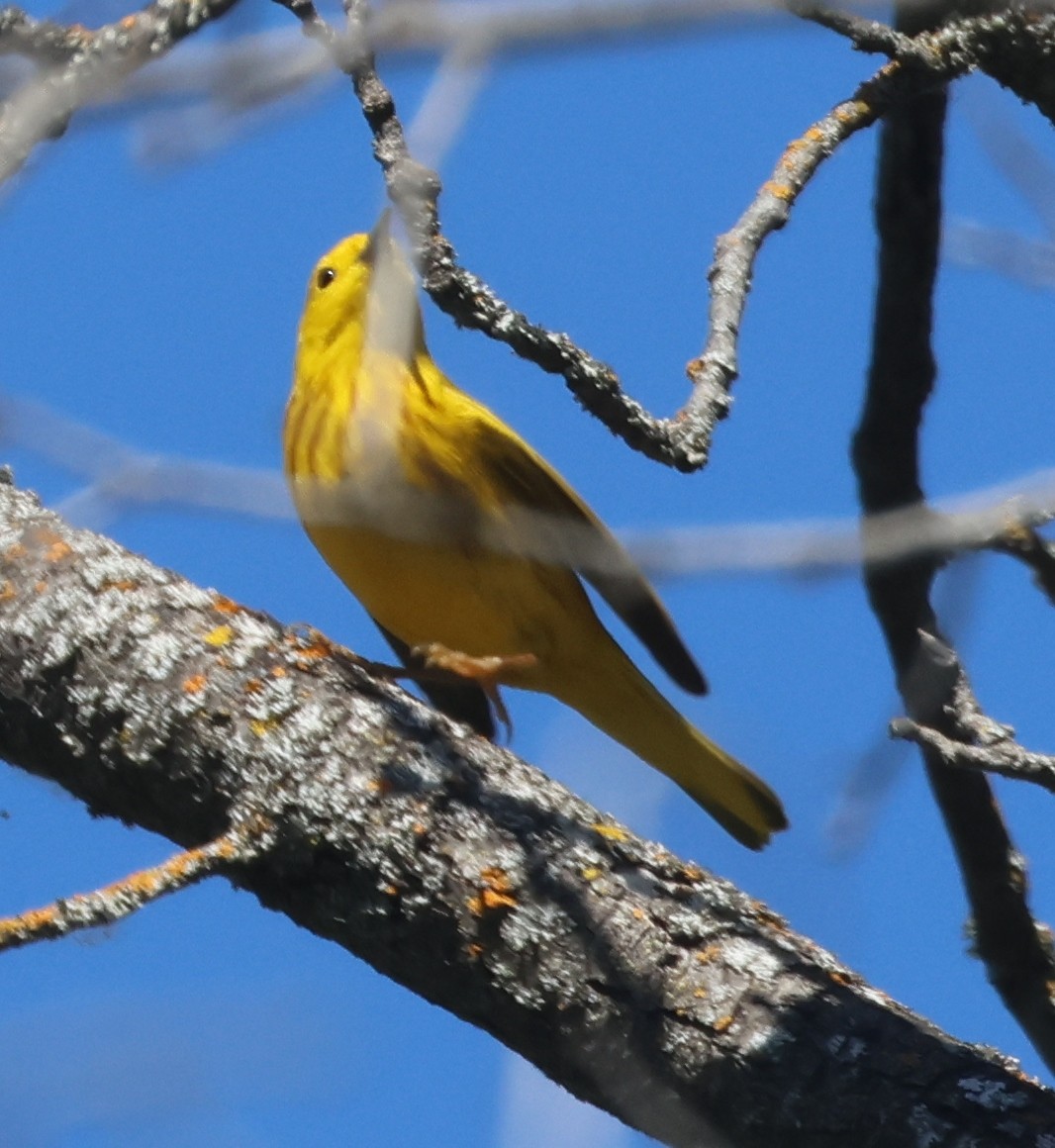 Yellow Warbler - ML618661361