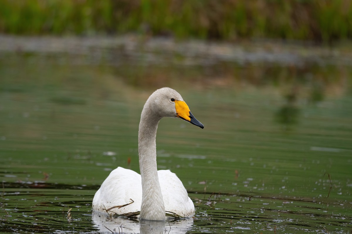 Whooper Swan - ML618661371