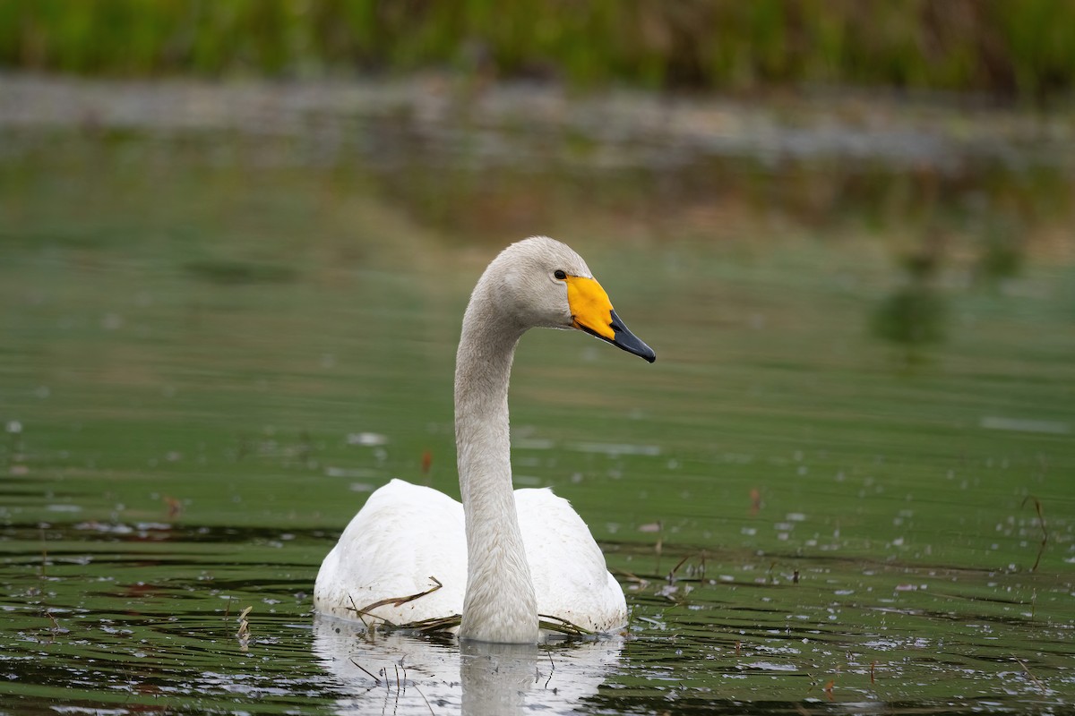 Whooper Swan - ML618661373